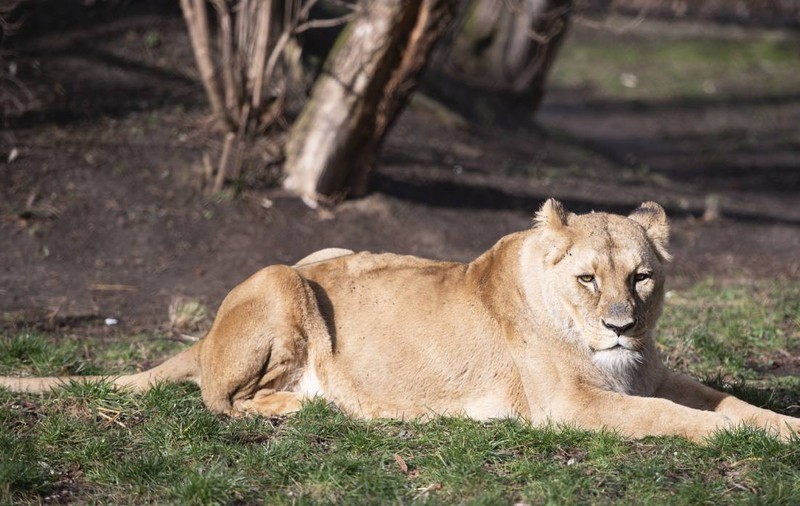 Angajații din Primăria Ploiești vor primi sporul pentru condiții periculoase și în 2026, cei de la Grădina Zoologică, nu