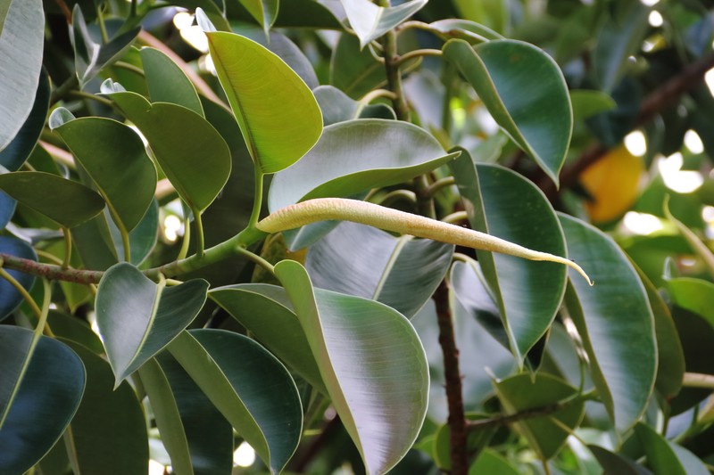 Ficus de exterior