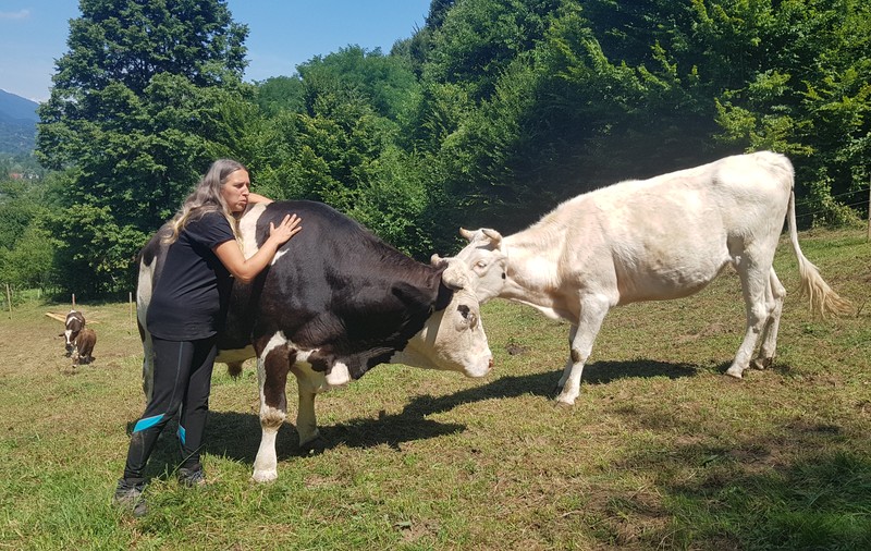 O bucureșteancă s-a mutat la țară și salvează vaci. ”Ciudata” cu animale de companie de o tonă!