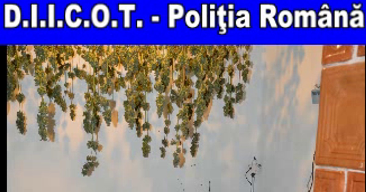Marijuana, uscată lângă soba de teracotă