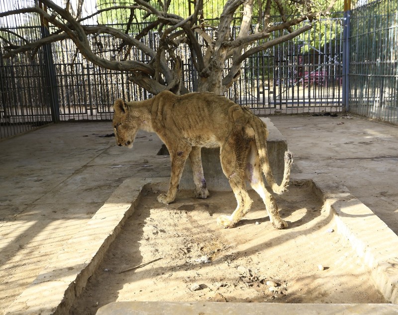 Imagini șocante. Cinci lei mor de foame într-o grădină zoologică