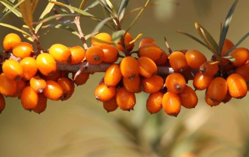 Cătina ecologică din Dâmbovița, promovată în Dubai. Cum s-a transformat o afacere de familie într-o cooperativă agricolă pentru export