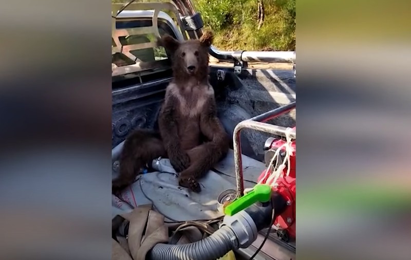 Pui de urs „drogat” cu miere de rododendron, luat cu furgoneta din pădure și dus la veterinar pentru tratament - VIDEO