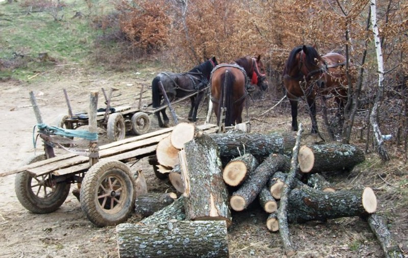 Hoţi de copaci înarmaţi cu o drujbă, prinşi la furat de jandarmii clujeni