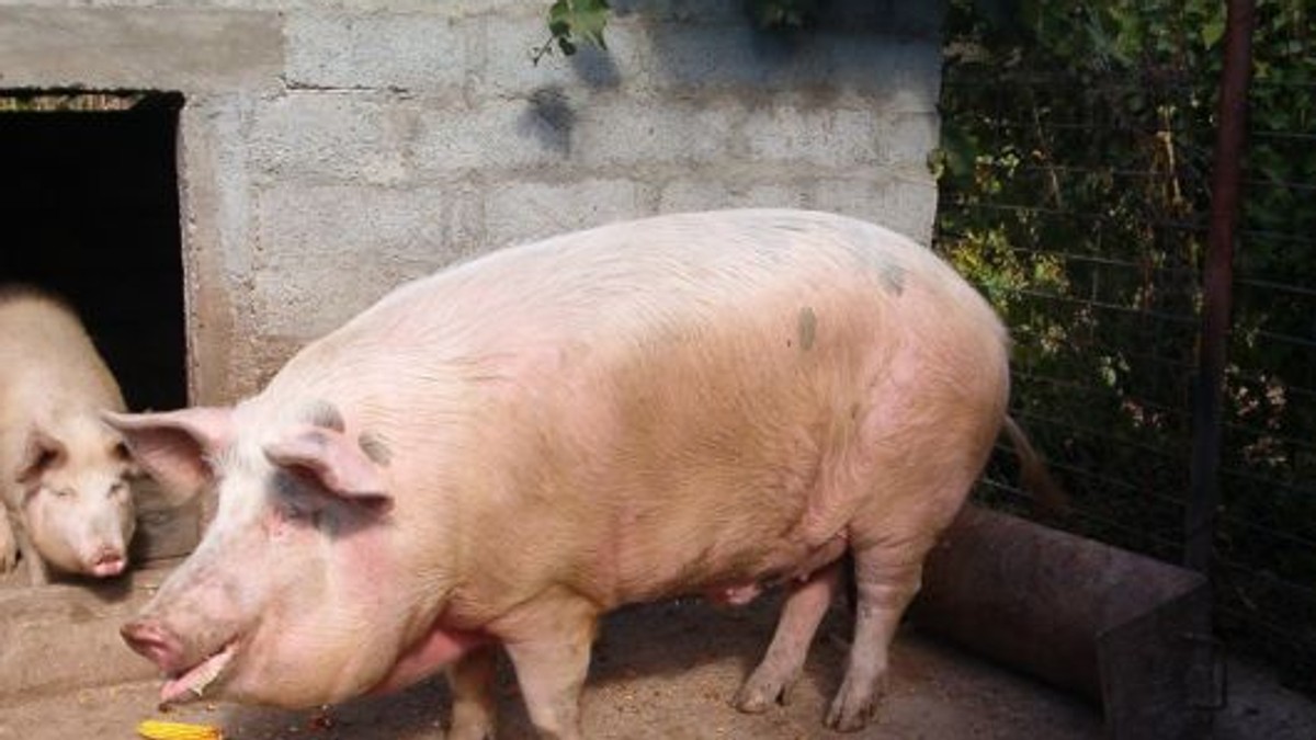Pesta porcină africană, depistată în zeci de localități din 18 județe