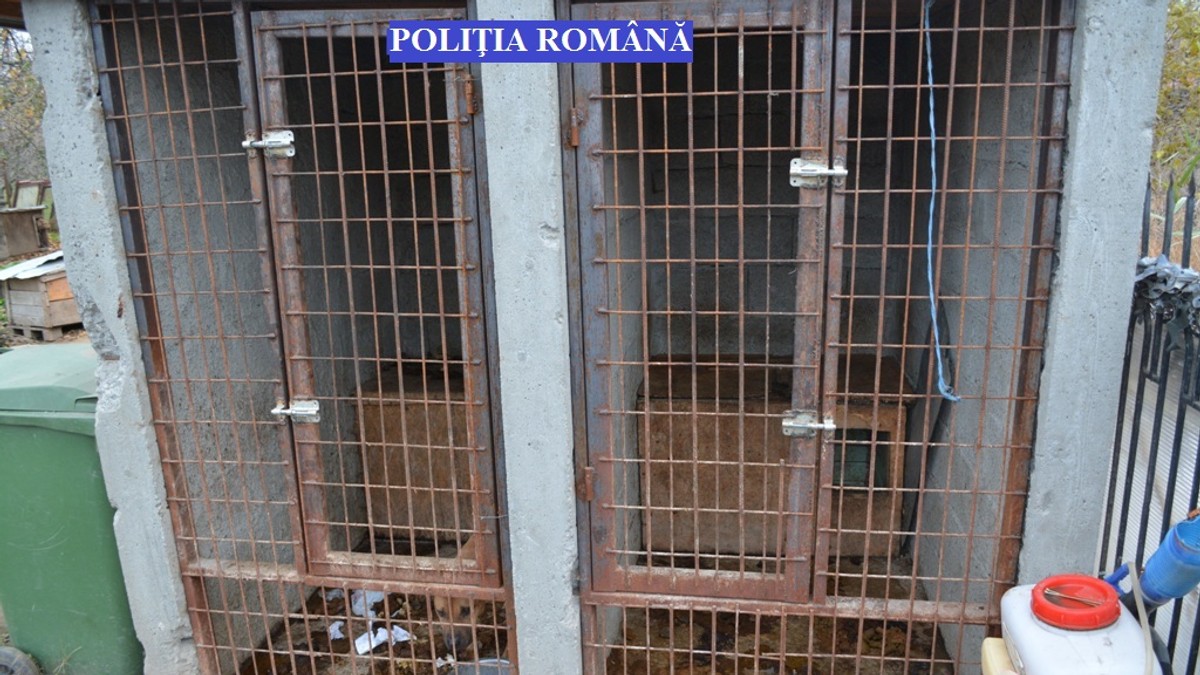 Aproape 50 de câini din rase periculoase au găsit polițiștii din Brăila în curtea unui tânăr
