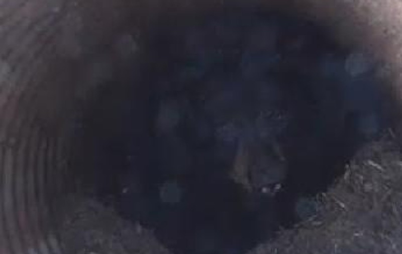 Supriza uriaşă din conducta de la marginea pădurii. Nimeni nu şi-ar fi imaginat ce se ascunde acolo! VIDEO