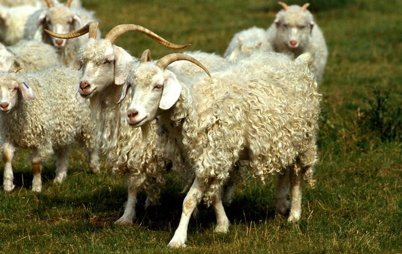 Români condamnați la închisoare pentru uciderea unei capre de Angora