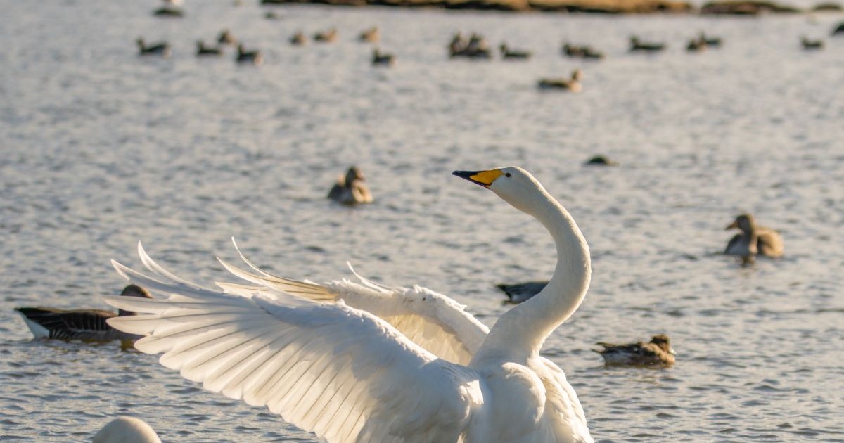 Mai multe specii de lebede groase, pe lacul unui parc din Islanda