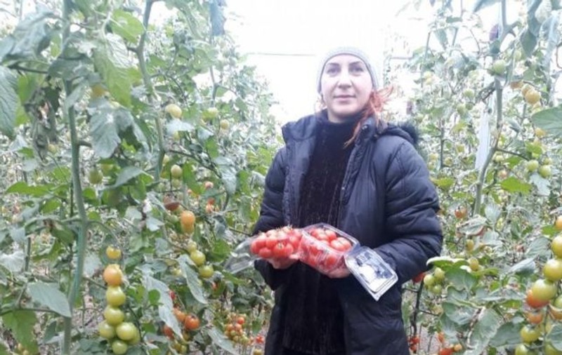O tânără psiholog din Craiova a dat lovitura cu o afacere cu roșii cherry. "Am văzut că iarna nu prea se caută roşia mare"