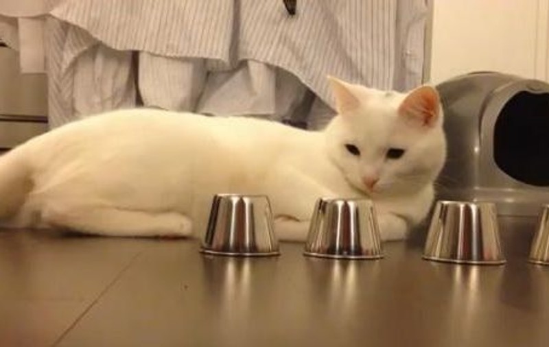 E cea mai deşteaptă pisică din lume? Uite ce pricepută este la alba-neagra | VIDEO