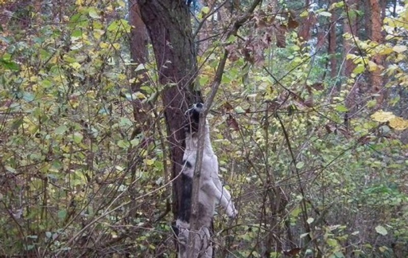 Cruzime greu de descris: A spânzurat câinele în pădure!