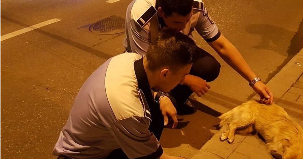 Doi polițiști din Iași au salvat viața unui cățel rănit care zăcea pe stradă