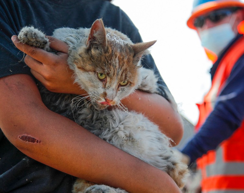 Animalele de companie, victime lăsate în urmă după incendiile din Chile, pe care veterinarii încearcă să-i salveze. „E o tragedie mult mai mare”