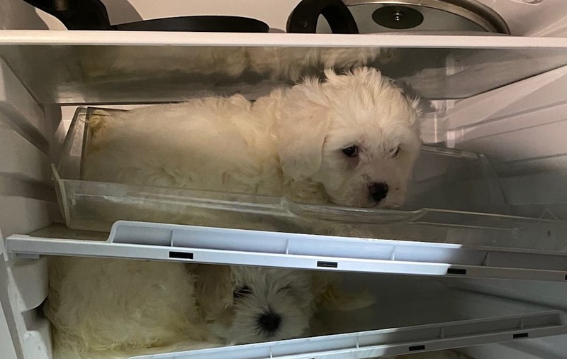 Poliția germană a salvat mai mulți pui de Bichon maltez, ascunși într-un frigider de un traficant de câini