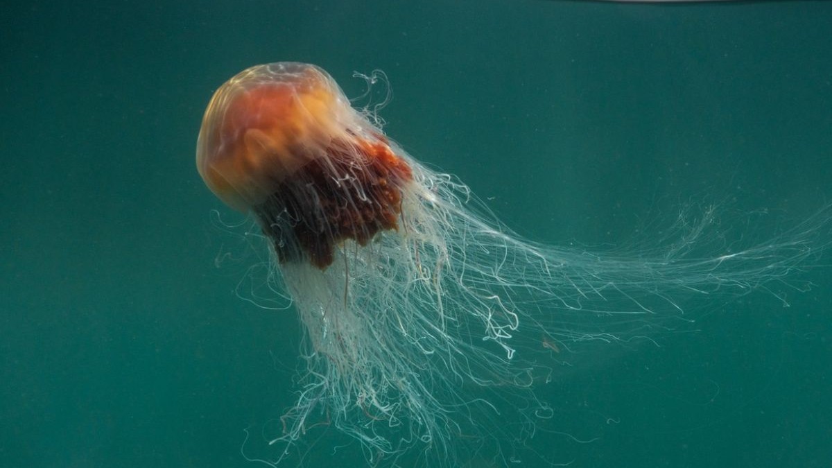 O meduză mare din specia „Lion's Mane” (Cyanea capillata), cu tentacule fluturând sub cerul înnorat al insulei Coll, Scoția