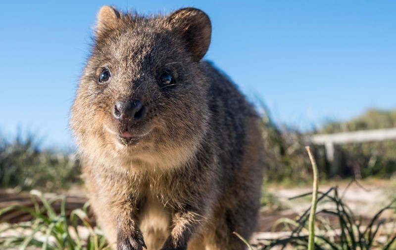 Ce este un quokka, animăluțul zâmbăreț care atrage turiștii pe insula secretă din Oceanul Indian