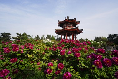 Bujorul este o floare apreciată în China