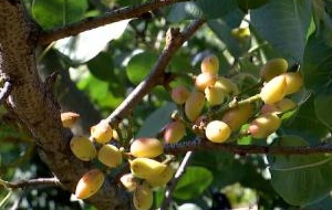 Planta exotică din Dăbuleni cu care fermierii vor să dea lovitura. E prima recoltă din istorie