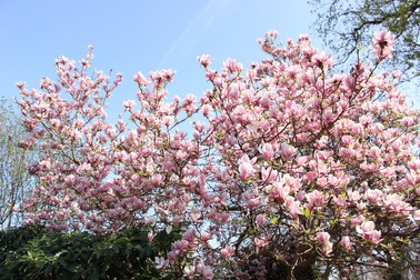 Când înflorește magnolia