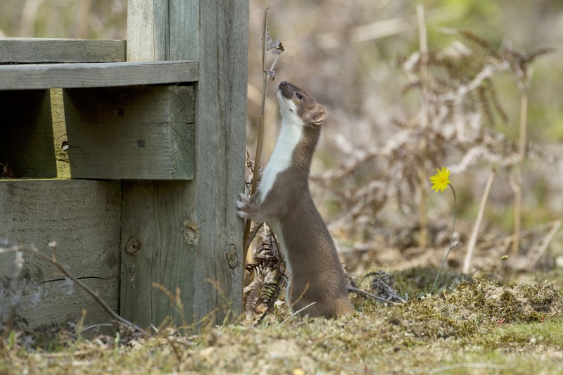 /FLPA / Bill Coster (3032278a) Stoat (Mustela erminea) adult, standing on hind legs against post, Minsmere RSPB Reserve, Suffolk, England, July Nature,Image: 233702559, License: Rights-managed, Restrictions: , Model Release: no