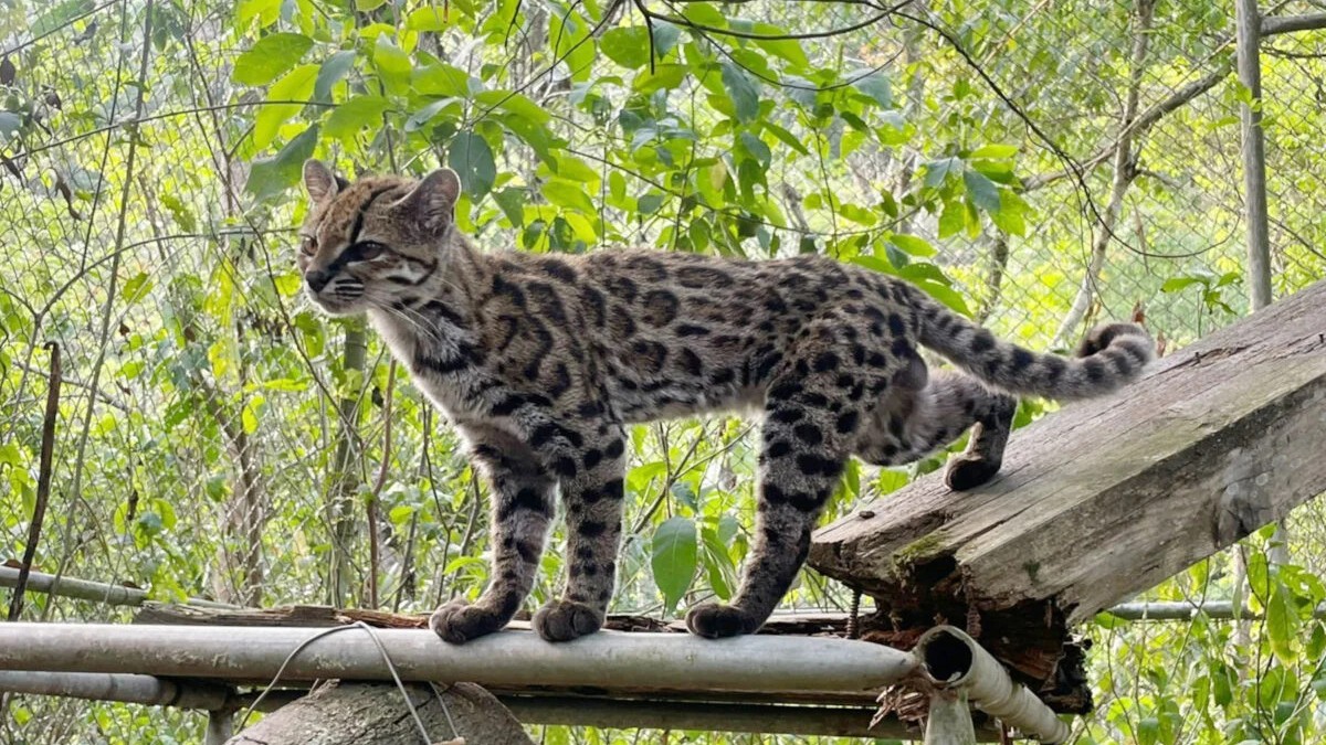 Leopardus tilcayo trăind în captivitate la refugiul de animale La Senda Verde din Nor Yungas, Bolivia „Tigrino” a dus la descoperirea noii specii de feline. Sursă foto: Paola Nogales-Ascarrunz.