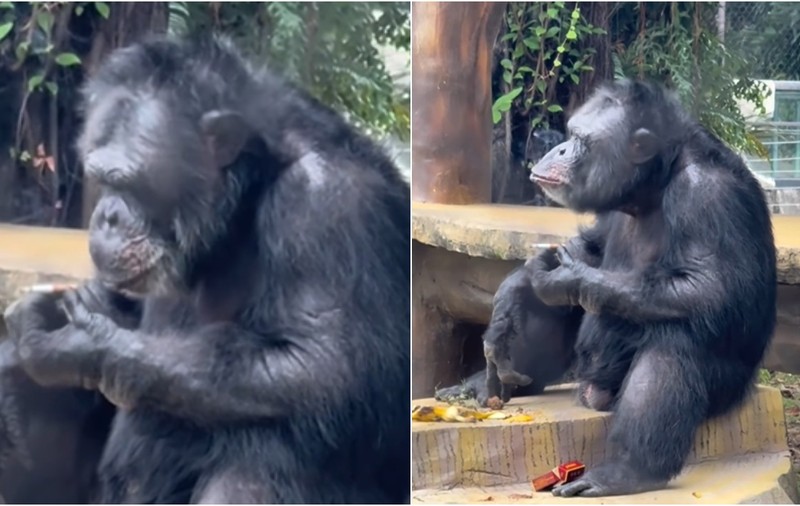 O maimuță care stă relaxată și fumează în grădina zoologică Nanning a devenit virală | VIDEO