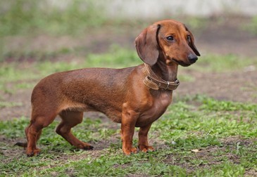 Ce personalitate are un Dachshund
