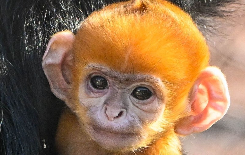 Pui de maimuță născut portocaliu, la Grădina Zoologică din Oklahoma: „Ceva deosebit. E o specie pe cale de dispariție”