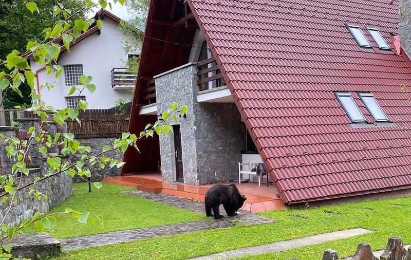 Urs filmat în curtea unei case din Sinaia