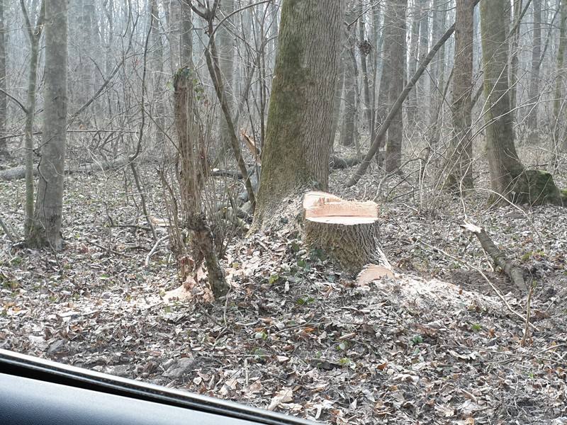 Ciot rămas în urma lucrărilor de amenajare făcute de către Ocolul Sivic București în Pădurea Băneasa
