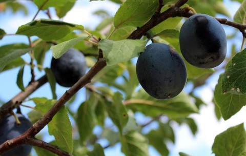 prune