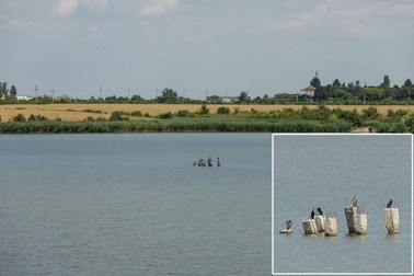 În mijlocul bălții, cinci cormorani se odihnesc | Foto: Vlad Chirea / Libertatea