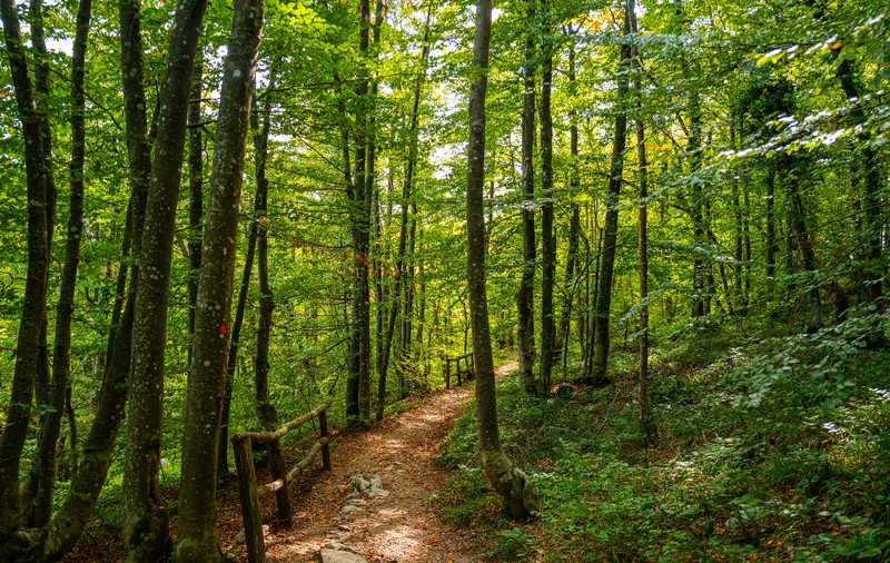 Și-a dus copilul de 8 ani în pădure ca să-l pedepsească și l-a obligat să se dezbrace. Apoi a plecat cu mașina