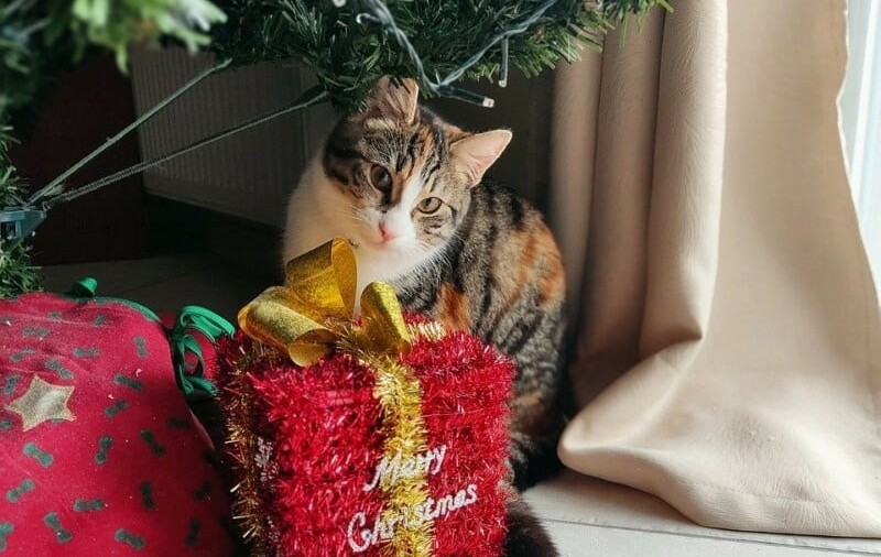 TOMBOLĂ de Crăciun pentru iubitorii de ANIMALE. Câțiva clujeni fac SURPRIZE pentru stăpâni și necuvântătoare. Înscrie-te și tu