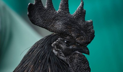 Ayam Cemani este considerată cea mai scumpă găină din lume. Are penele, carnea, organele și până și oasele complet negre. Sursă foto: Getty Images