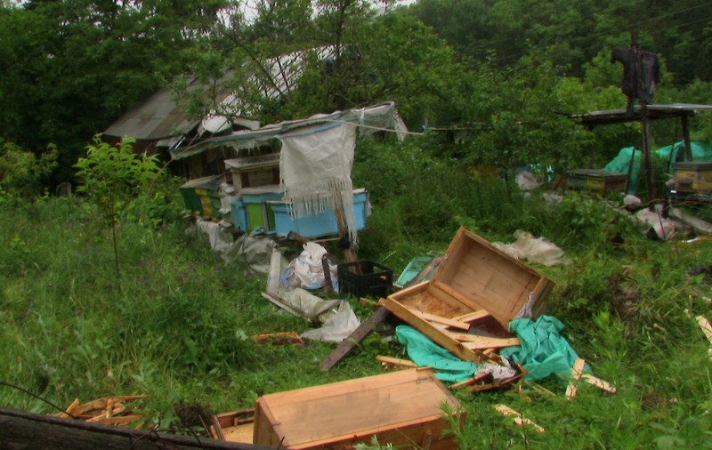 Comună din zona de munte a Buzăului, TERORIZATĂ DE URŞI | FOTO