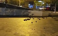 Șobolani, filmați în timp ce se hrăneau pe un trotuar din Piața Sfânta Vineri, în centrul Bucureștiului
