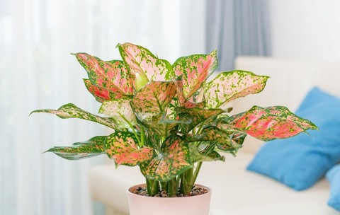 Aglaonema, planta întunericului: îngrijire și înmulțire