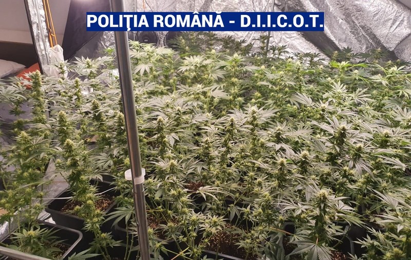 Un bărbat care cultiva canabis, reținut de poliție