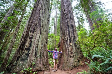 Arbore Sequoia gigantic