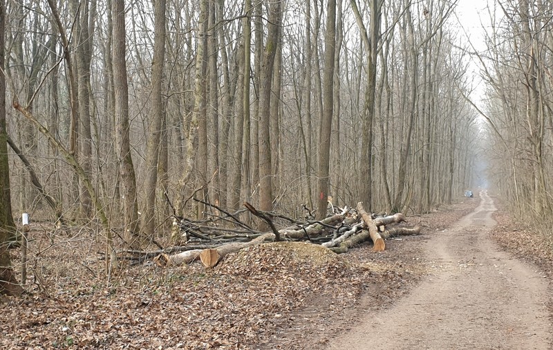 Se taie copacii din pădurea Băneasa! 1.679 de arbori au fost deja doborâți. „Noi promovăm fagul și stejarul, scoatem din pădure speciile mai slabe, salcia, plopul...”
