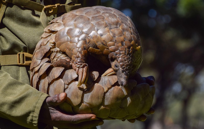 Pangolinii sunt cele mai persecutate mamifere sălbatice din lume. Se credea că sunt vânați pentru puterile lor videcătoare