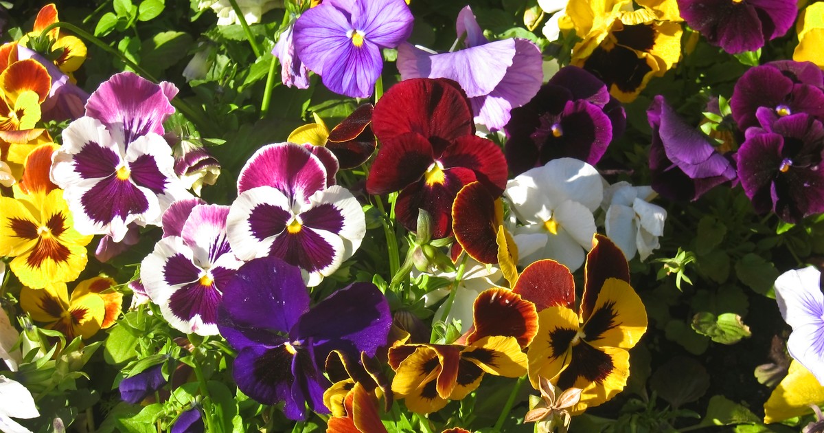 Panseluțe plantare și îngrijire în ghiveci și în grădină