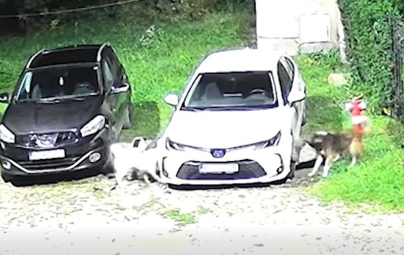 Cinci câini maidanezi din Petroșani au mușcat o Toyota și au lăsat-o fără bară, în cartierul Dimitrov