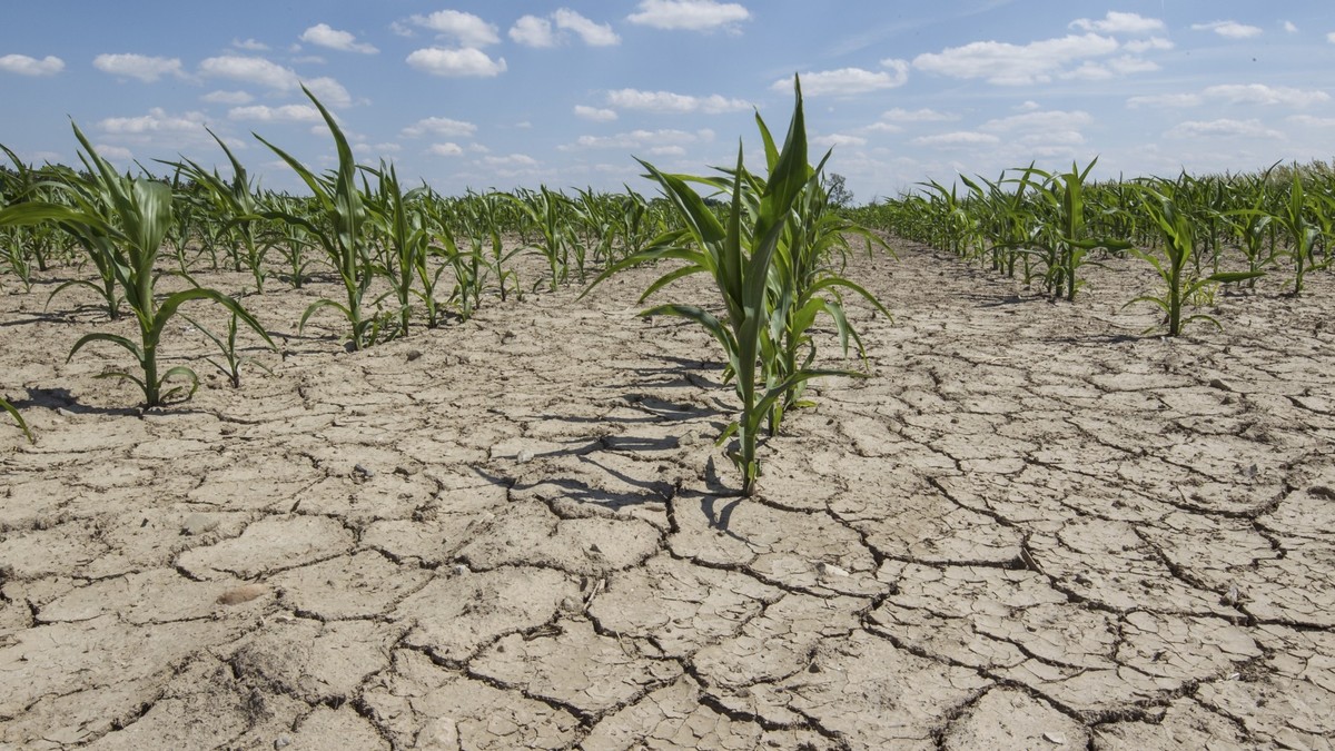 Ministerul Agriculturii va aloca peste un miliard de lei pentru despăgubirea fermierilor afectaţi de secetă