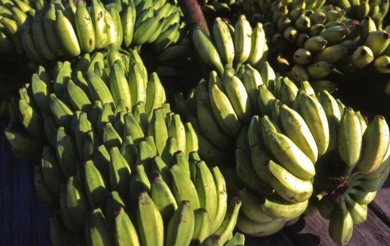 O bandă româno-irakiană de evazionişti a "ţepuit" statul român cu 2.000.000 de euro din afaceri ilegale cu legume şi fructe