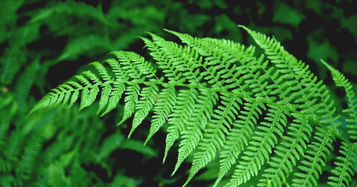 Feriga ingrijire si plantare. Cum o cultivi in ghiveci si gradina