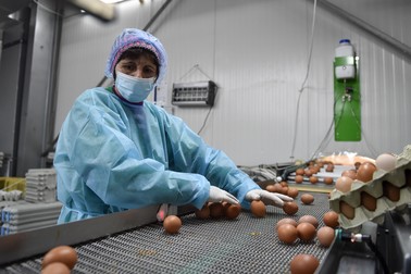 În România, agricultura a crescut ca volum, dar a scăzut ca pondere. Imagine de la ferma avicolă Rojiște din județul Dolj. RADU TUTA / AGERPRES FOTO