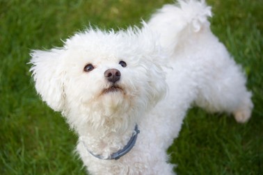 Bichon Maltez